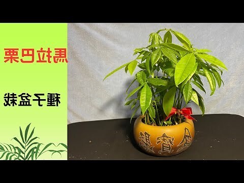 盆栽發財樹種類