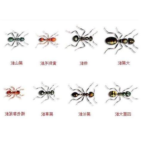 一般螞蟻