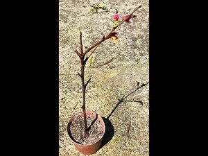 家裡種櫻花好嗎