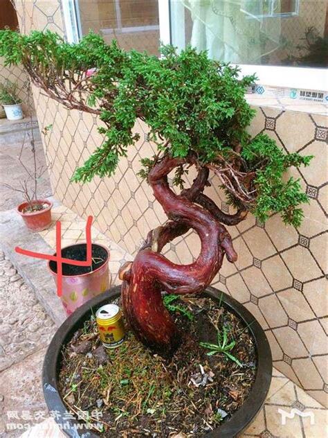珍珠柏寓意