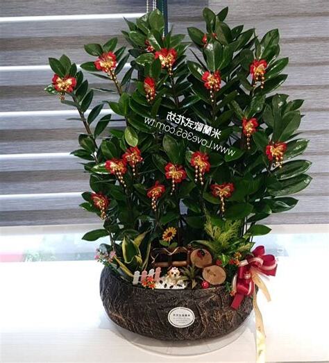 室內發財樹