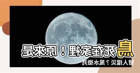 鳥快死的徵兆