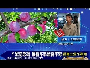 李子樹結果