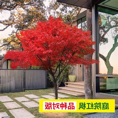 枫树风水