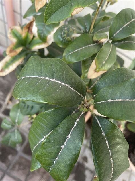 桂花介殼蟲