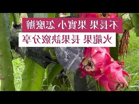 火龍果開花