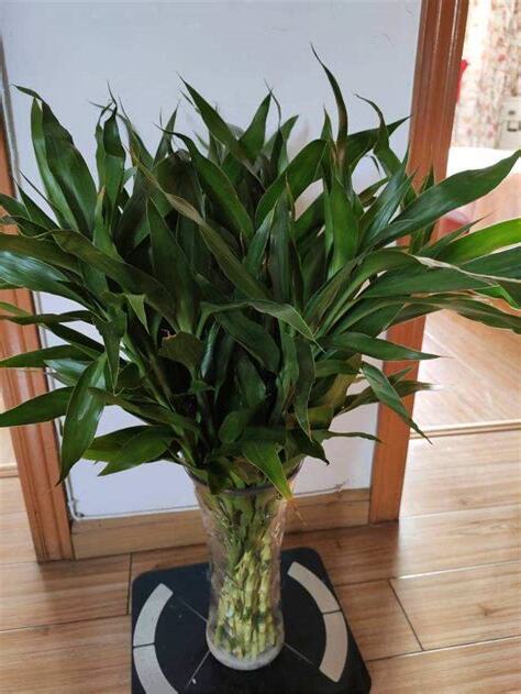 富贵竹种类