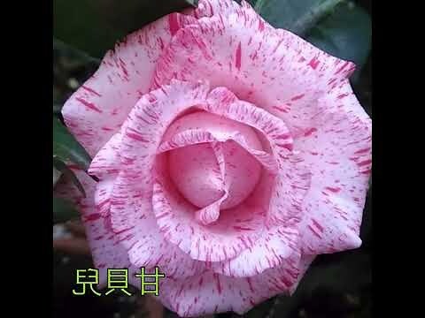 茶花风水