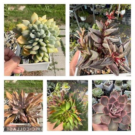 風水多肉植物
