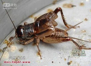 蟋蟀為什麼會叫