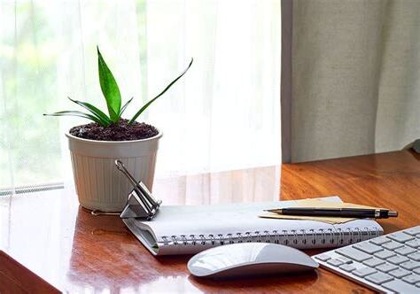 辦公桌植栽