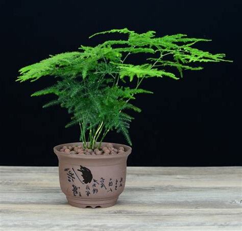 文竹盆栽风水