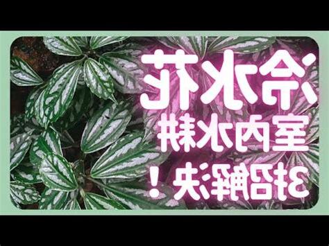 冷水花風水