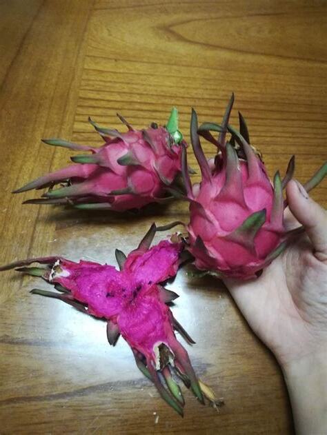 陽台種火龍果