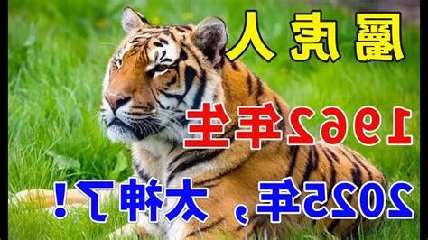 屬虎個性