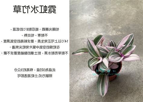 霓虹水竹草風水
