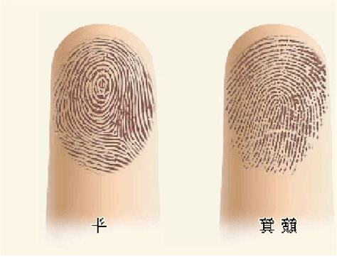 手指螺旋紋