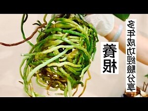 蚌蘭種植