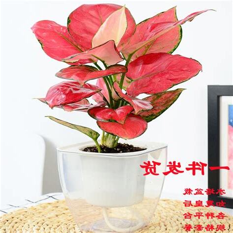 如意皇后水種