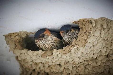 有鳥來家裡築巢