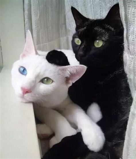 黑貓白貓