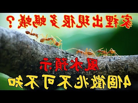 家裡出現一堆螞蟻