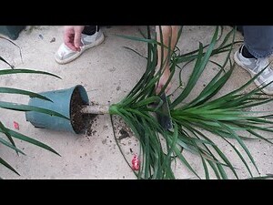 香龍血樹開花
