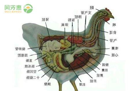 雞垂意思