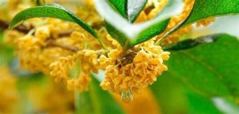桂花品種分辨