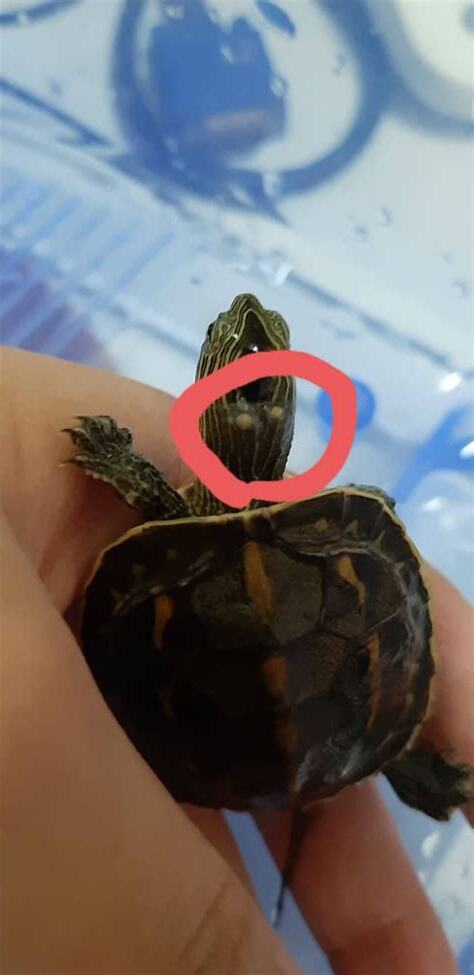 烏龜脖子長痘痘