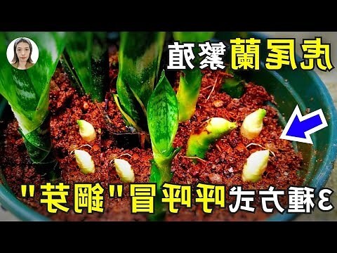 虎葉蘭