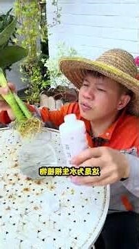 富贵竹养几支好