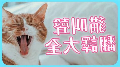 夢到貓叫聲