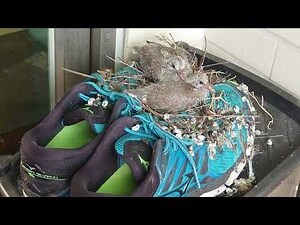小鳥學飛