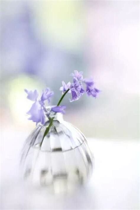 花瓶養花