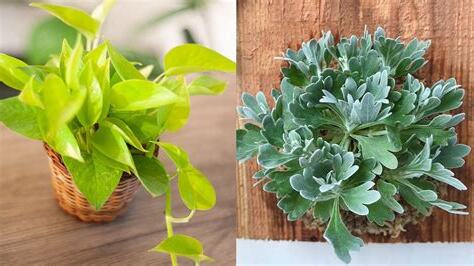 居家避邪植物