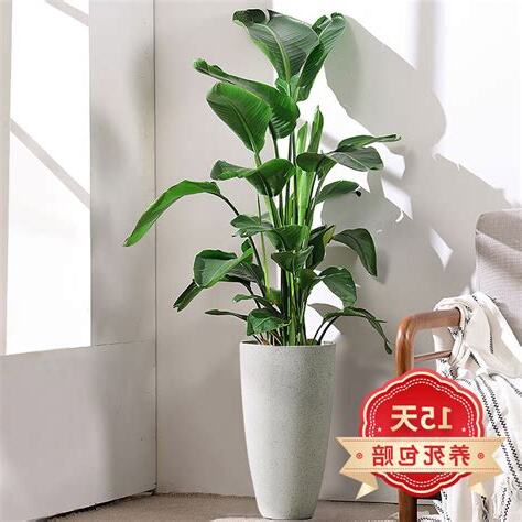大型植物盆栽
