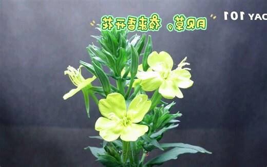 夜来香种植