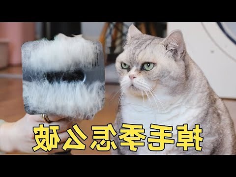 野貓跑進家裡怎麼辦