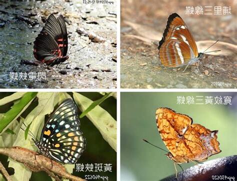 蝴蝶顏色