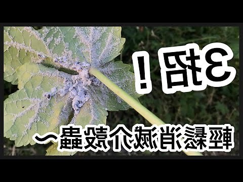 有味道的蟲