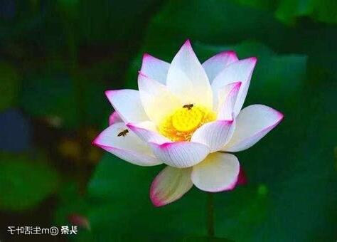 蓮花象徵君子