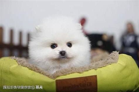 家寵有哪些