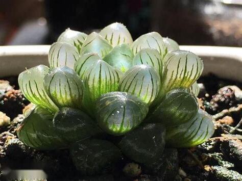 玉露是什麼
