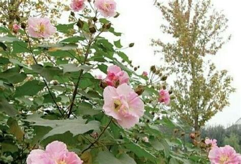 木芙蓉功效