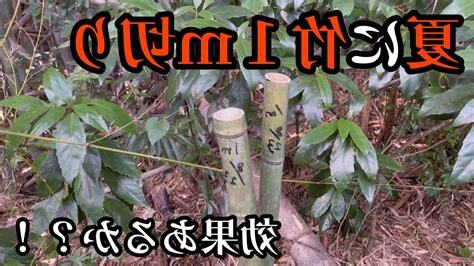 方飛竹