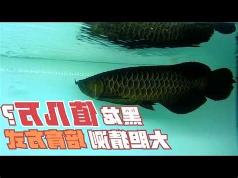 黑龍魚價格