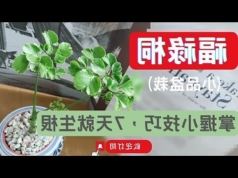福祿桐可以水耕嗎