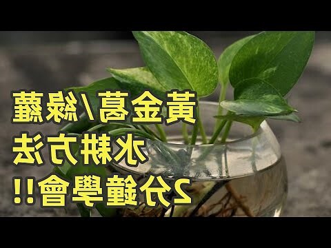 黃金葛魚缸