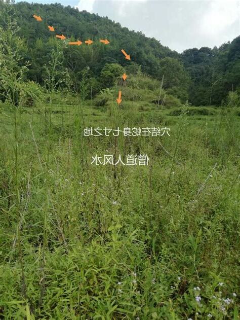 蛇穴風水